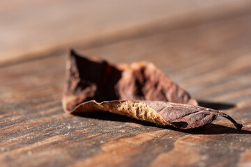 Dry brown leaf on brown background