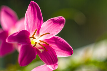 Fototapeta na wymiar decorative pink flower rain lily Zephyranthes grandiflora on blurred background closeup,