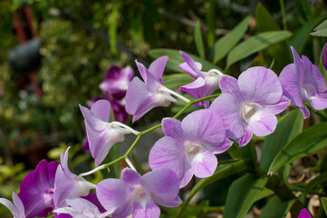 The purple dendrobium orchid flower in the garden of Wat Thepleela temple in Bangkok, Thailand 