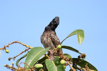 bird of prey