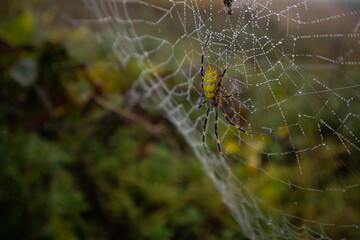 아침에 이슬 붙은 거미줄과 거미(Spider webs and spiders with dew in the morning)
