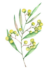 Watercolor mimosa flowers