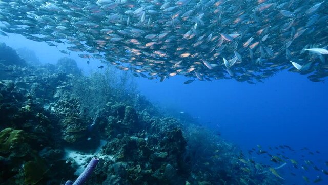 Hunting Blue Runner in bait ball, school of fish in turquoise water of coral reef in Caribbean Sea, Curacao