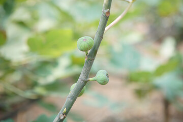 fig fruit plant tree growing in farm