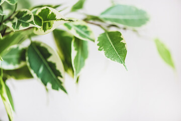 Fototapeta premium Ficus Benjamin in the pot standing in the window seal. Urban jungle concept. Natural air purifier.Houseplant portrait.