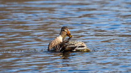 ente, bird, stockente, wasser, natur, teich, tier, see, wild lebende 
