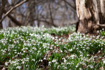 Feather spring flowers blossomed in the forest