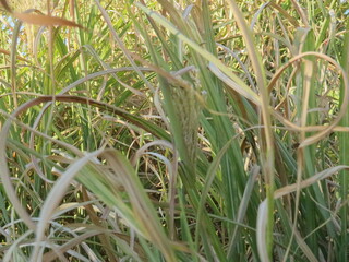 Grass in nature with a few wilted blades