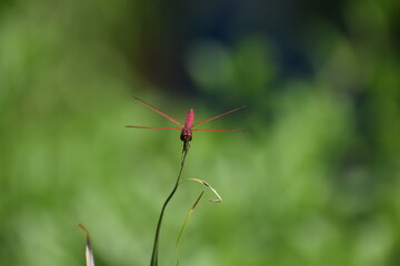 red dragonfly on a leaf