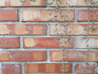 Muro di mattoni con barba di Giove