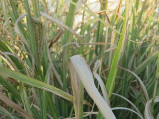 Grass in nature with a few wilted blades