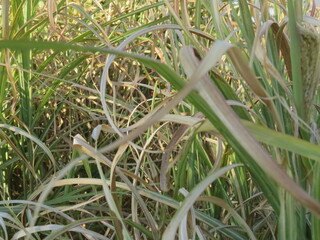 Grass in nature with a few wilted blades
