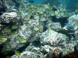 Costa Rica Pacific Sea life