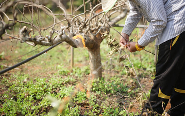 Obraz premium mulberry plant tree growing in farm