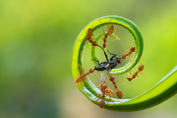 Ant action standing.Red ants are climbing green vines,,Concept team work together Red ant,Weaver Ants (Oecophylla smaragdina),Action of ant carry food