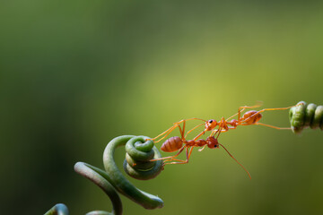 Ant action standing.Ant bridge unity team,Concept team work together Red ant,Weaver Ants (Oecophylla smaragdina),Action of ant carry food - Powered by Adobe