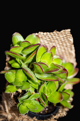 succulent plant, close-up. macro photo