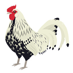 Hamburg rooster Breed of chickens Vector illustration Isolated object