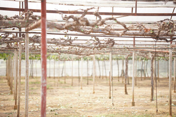 Naklejka premium grape fruit plant tree growing in vineyard farm