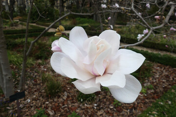 Magnolia  x Loebneri merrill white flower (Magnolia kobus x stellata).