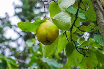 Une poire sauvage sur un poirier en Provence vue de dessous parmi les feuilles de l'arbre et les taches de lumière