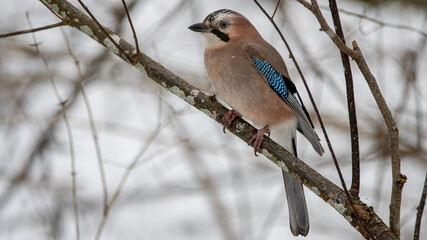 eichelhäher, bird, natur, wild lebende tiere, ast, baum, tier,