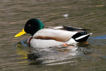 湖面に浮かぶマガモ