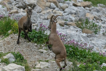 male alpine ibex on mount pilatus in switzerland fighting against each other and beating head together