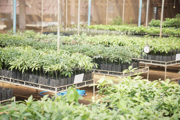 grafted avocado plant tree grafting in nursery house. avocados propagation
