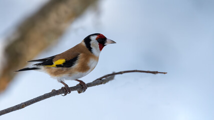 bird, winter, natur, schnee, wild lebende tiere, tier, ast, wild, kohlmeise, baum,