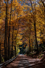 autumn in the forest, bagni di masino