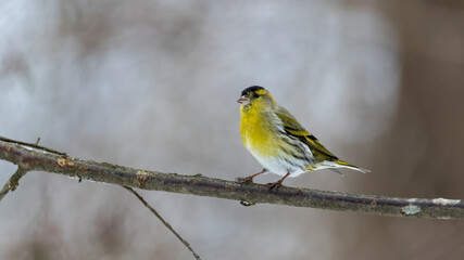 Erlenzeisig, gelb, ast, natur, wild lebende tiere, baum, wild, tier, singvogel
