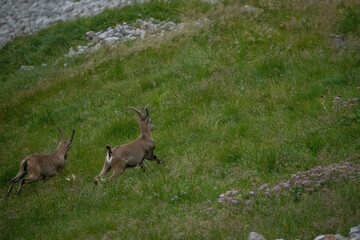 alpine ibex on mount pilatus in switzerland running away from humans or playing together