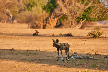 Pack of wild dogs in Mana Pools