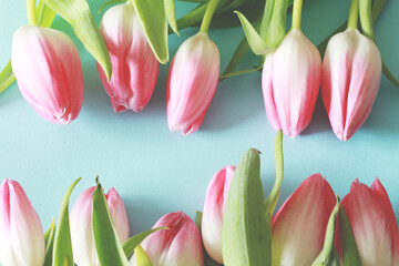 lot of beautiful pink tulips in a row on blue background with free space for background