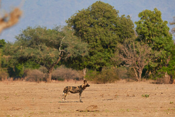 Pack of wild dogs in Mana Pools