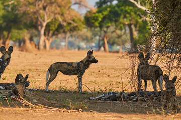 Pack of wild dogs in Mana Pools