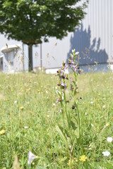Wild Orchid plant in the grass