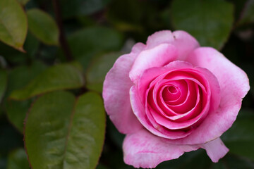 pink rose in garden