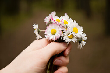Mothers day theme. Bunch of meadow sunshine flowers. Spring celebration bouquet. Picture of hand with Daisy Bellis. Early flowers. Emotional present.