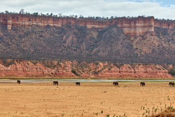Elephants in the dry riverbed of Gonarezhou