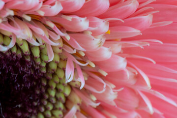 close up of pink gerbera