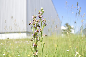 Fototapeta premium Wild Orchid plant in the grass
