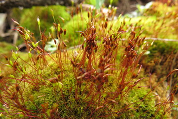 View of a dead tree trunk covered with moss and lichens in the forest