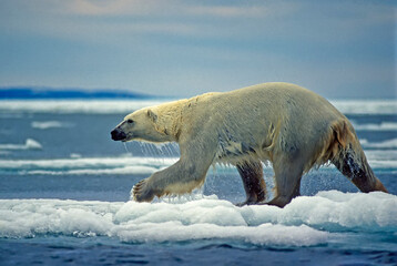 Obraz na płótnie Canvas Wet polar bear running on ice floe