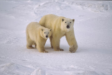 Polar bear with cub on snow
