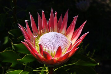 Protea, national flower of South Africa