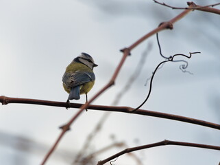 Eurasian blue tit on a branch. Small colorful bird on a twig 