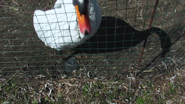 Aggressive white swan tries to peck a man through a mesh fence	