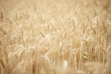 wheat barley rice growing in paddy field in farmland